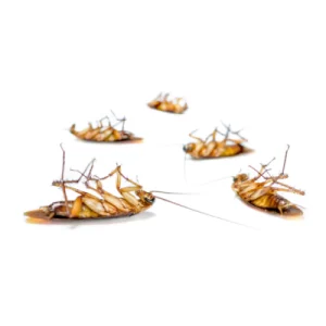 شركة رش الصراصير