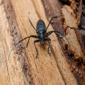 شركة رش القراد