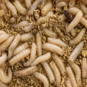 شركة رش النمل الأبيض