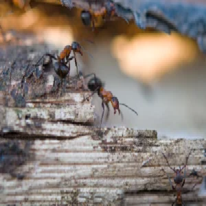 شركة رش النمل الأسود