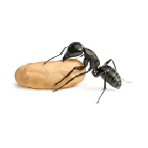 شركة رش النمل الأسود