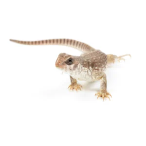 طرد الأبراص من المنزل