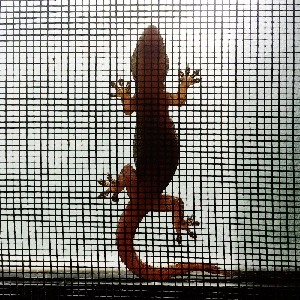 طرد الأبراص من المنزل