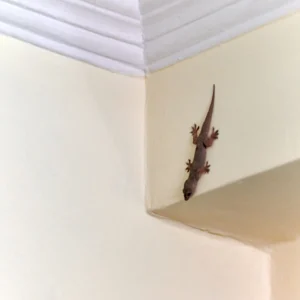 طرد الأبراص من المنزل