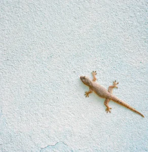 طرد الابراص من المنزل