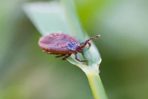 مكافحة البق في المنزل