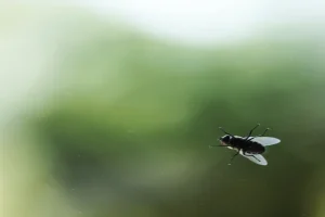 مكافحة الذباب