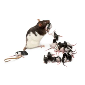 مكافحة الفئران