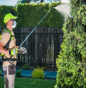 مكافحة حشرة الفراش