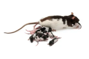 مكافحة الفئران