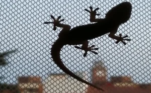 افضل شركة ابادة مكافحة حشرات بالتجمع