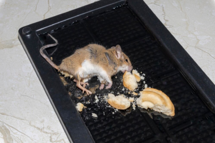 شركة مكافحة الفئران التجمع الخامس