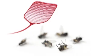 ابادة حشرات التجمع الثالث مدينة نصر 