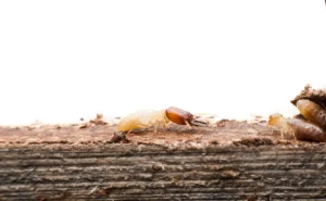 ابادة حشرات التجمع الخامس المنطقة الصناعية قسم اول القاهره