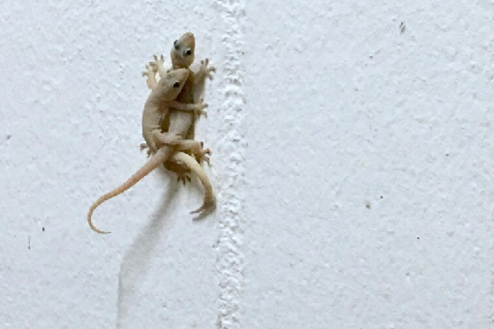 ابادة حشرات التجمع الخامس المنطقة الصناعية قسم اول القاهره