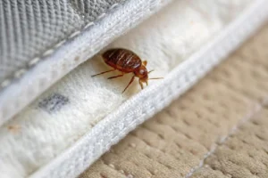 افضل شركة مكافحة حشرات التجمع الخامس