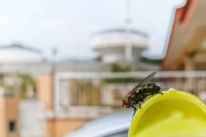 شركة ابادة حشرات في التجمع الخامس