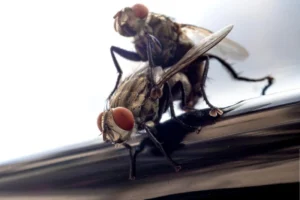 شركة مكافحة حشرات التجمع الخامس