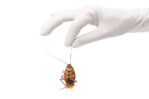 شركة مكافحة حشرات في التجمع الأول (2)