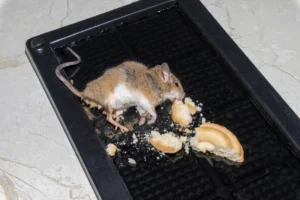 شركة مكافحة حشرات في التجمع التالت