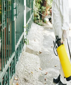 أفضل شركة مكافحة حشرات في مدينتي (3)