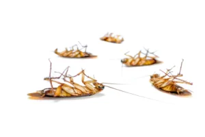 شركة رش حشرات في مدينتي