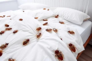 شركة مكافحة حشرات في مدينة نصر (3)