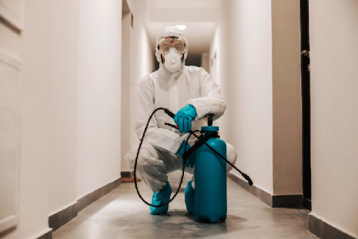 مكافحة البق في مدينتي