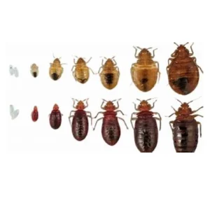 مكافحة البق مدينتي