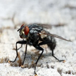 مكافحة الذباب مدينتي