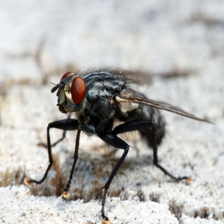 مكافحة الذباب مدينتي