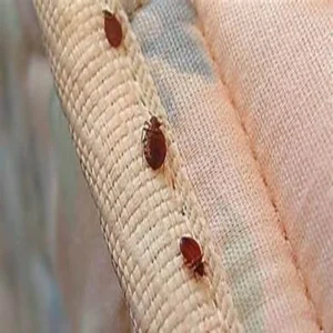 مكافحة بق الفراش في مدينتي