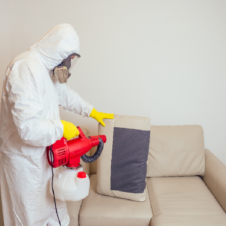 مكافحة حشرات كايرو فستيفال سيتي مدينة نصر